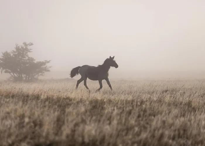 Pampa Lodge, Quincho & Caballos