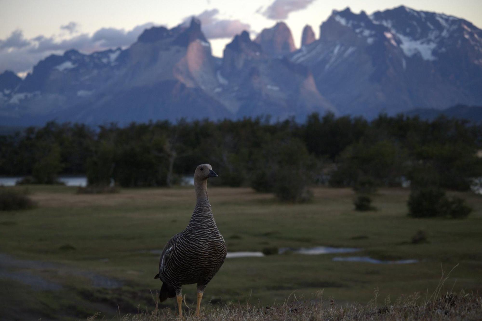 Pampa Lodge, Quincho & Caballos
